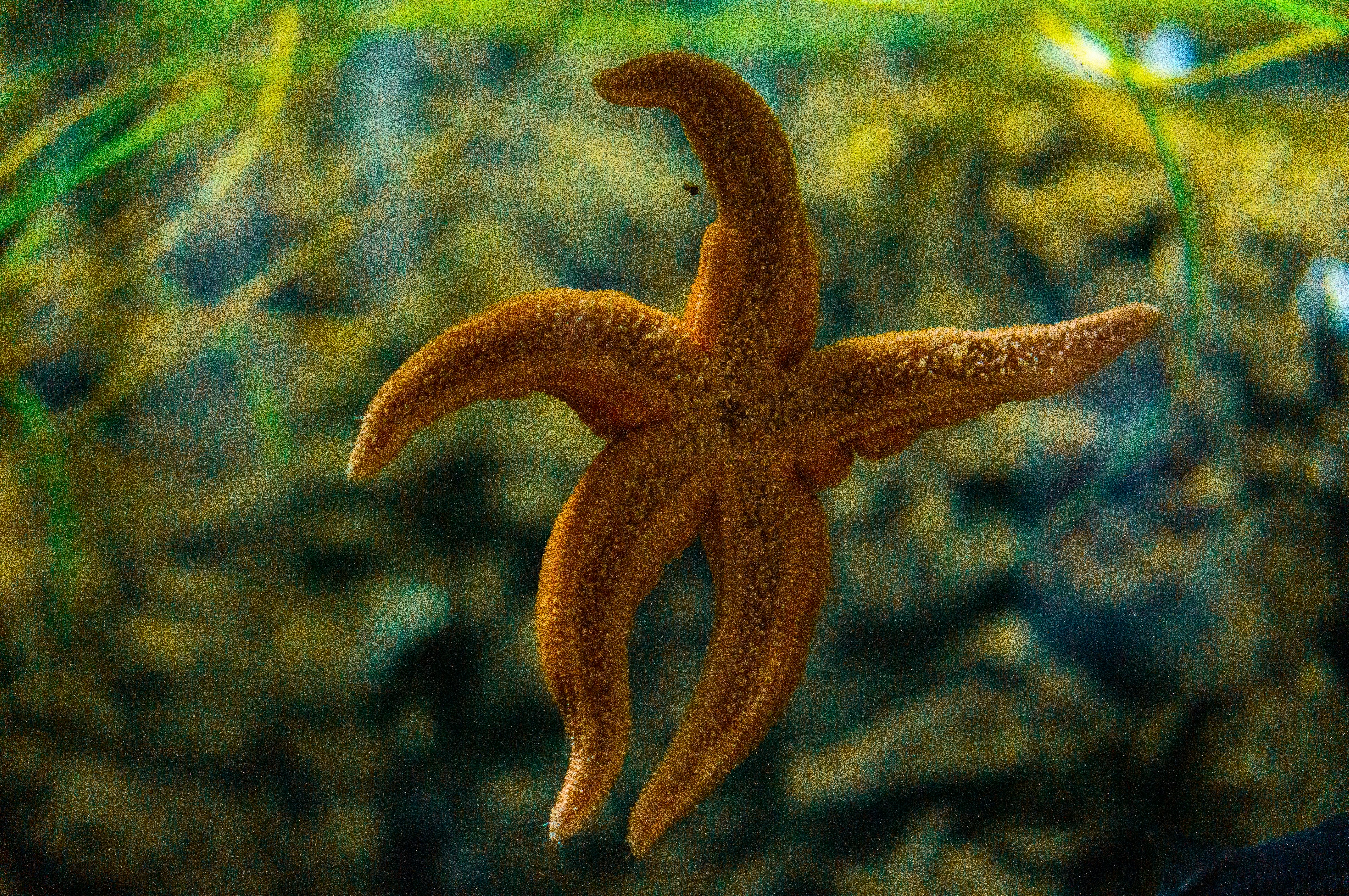 brown starfish in close up photography